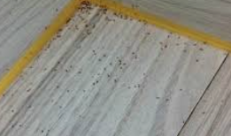 먼지다듬이 벌레/출처:구글이미지