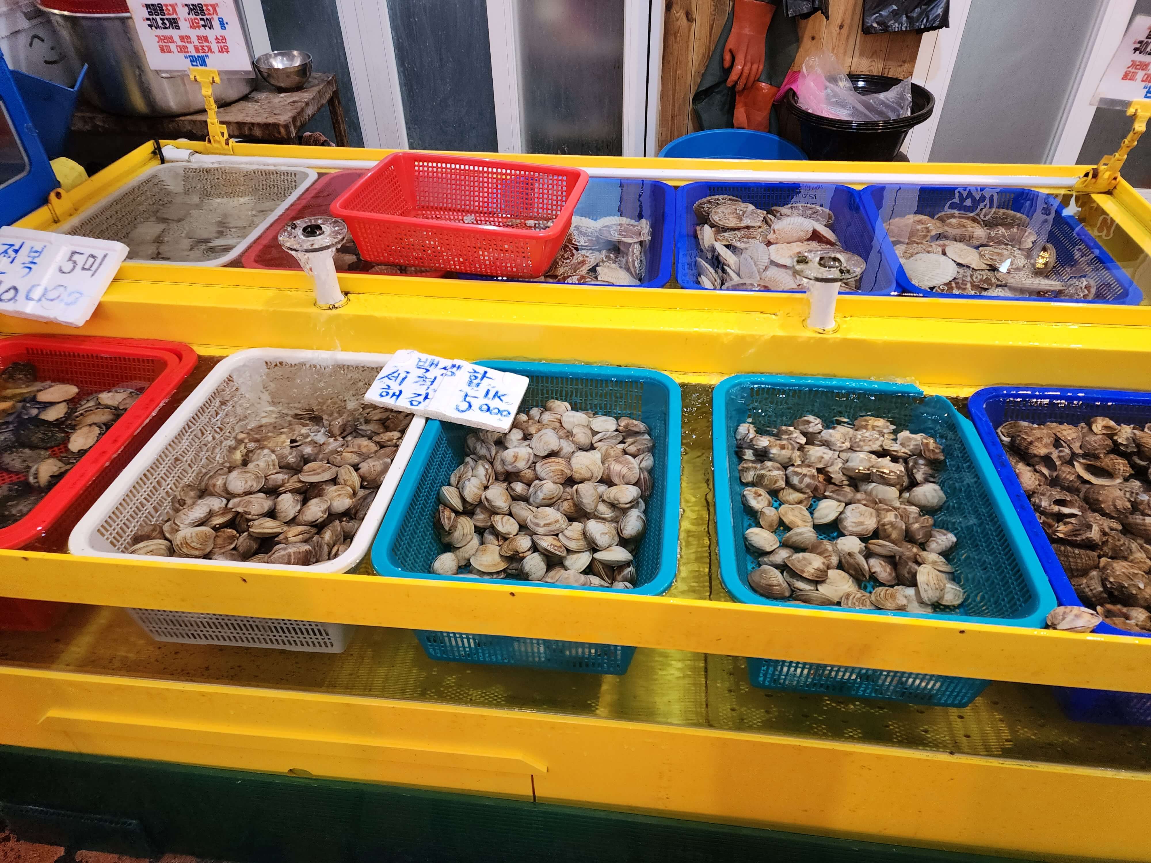 행복한조개 진열대 백합조개