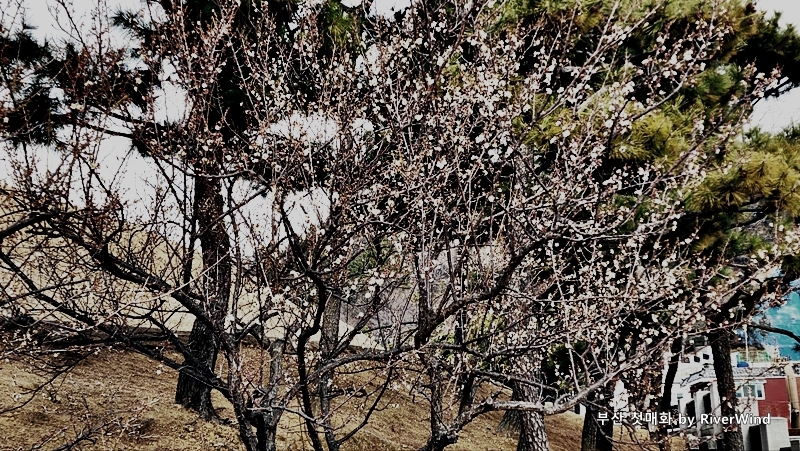 부산첫매화50%개화나무