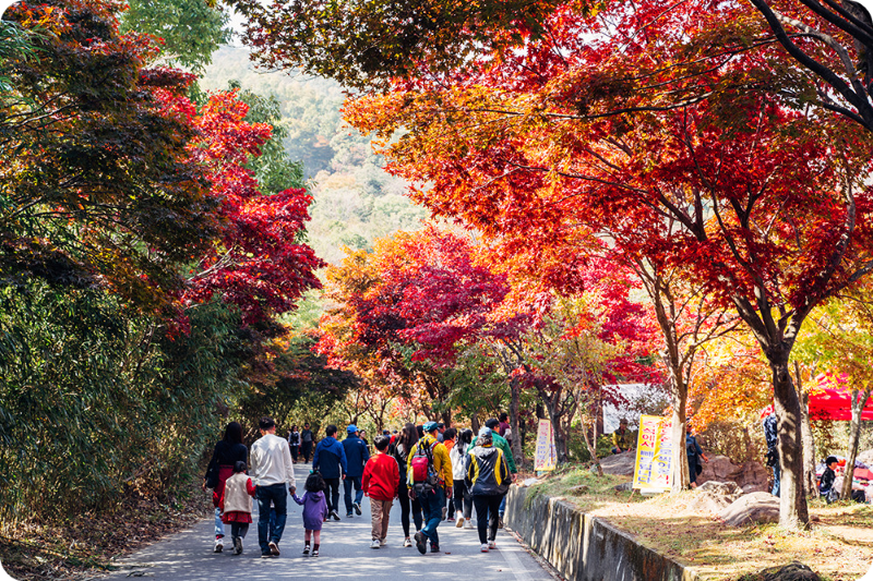 지리산 피아골 단풍축제 단풍절정시기 이미지/출처: 구례군청 홈페이지