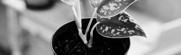 스킨답서스 물주기