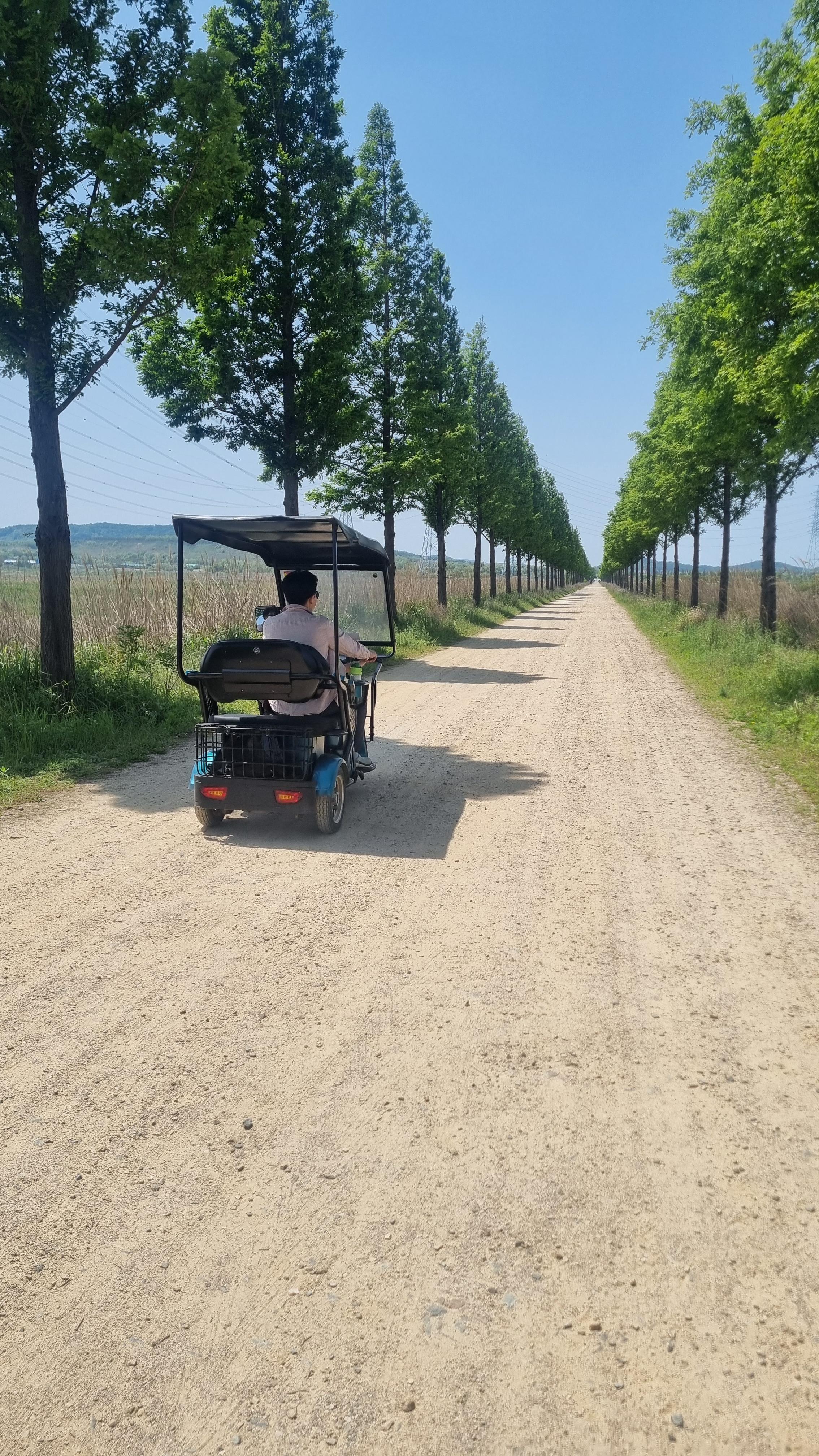 대부도 바다향기 테마파크 메타세콰이어 가로수길