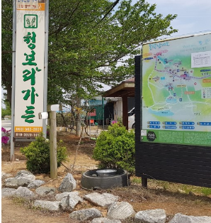 고창 청농원 라벤더시즌