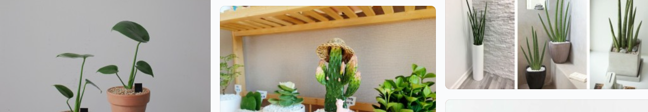 공기정화에 좋은 식물 몇가지