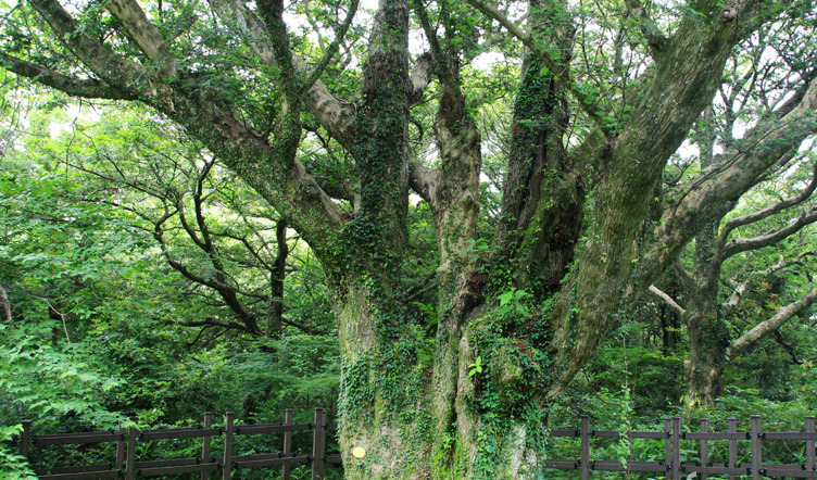 비자림 천년 비자나무