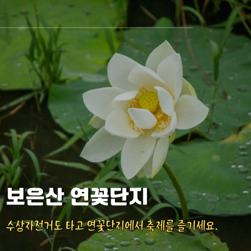 보은산_연꽃단지