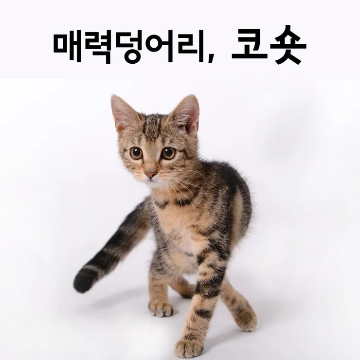 코숏 고양이 털색깔 종류 성격 수명_1