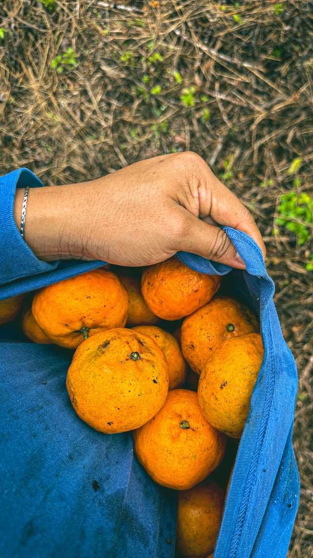 제주 못난이 귤 가성비 맛 보관법 총정리