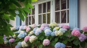 청와대 관람 예약