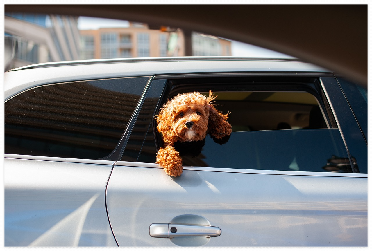 자동차 강아지 교통사고 보험금 특약