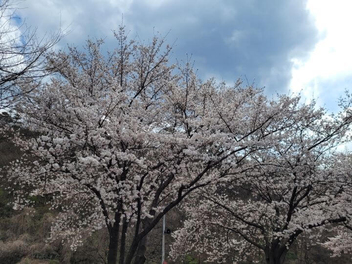 벚나무