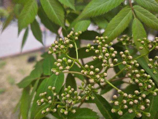 마가목 꽃봉오리
