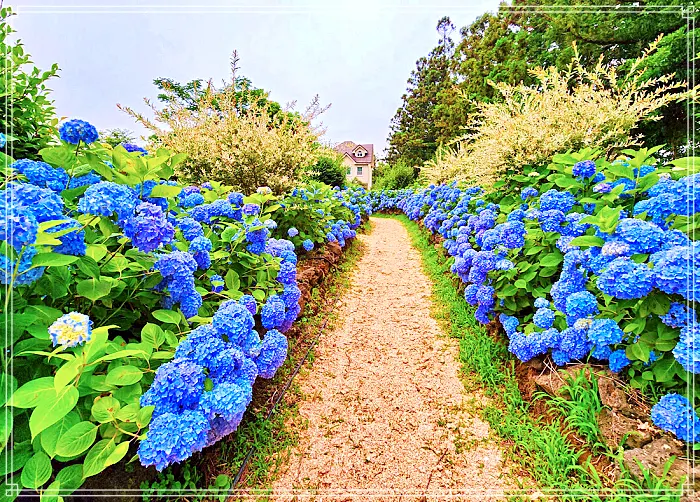 생방송 오늘저녁 제주, 조천 7월 수국 축제 명소, 수국정원, 인생사진, 디저트 카페 맛집