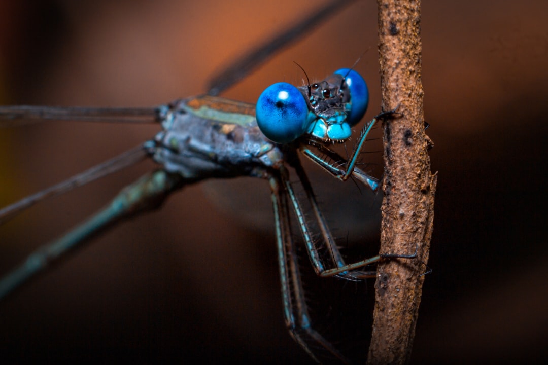 Fruit fly.