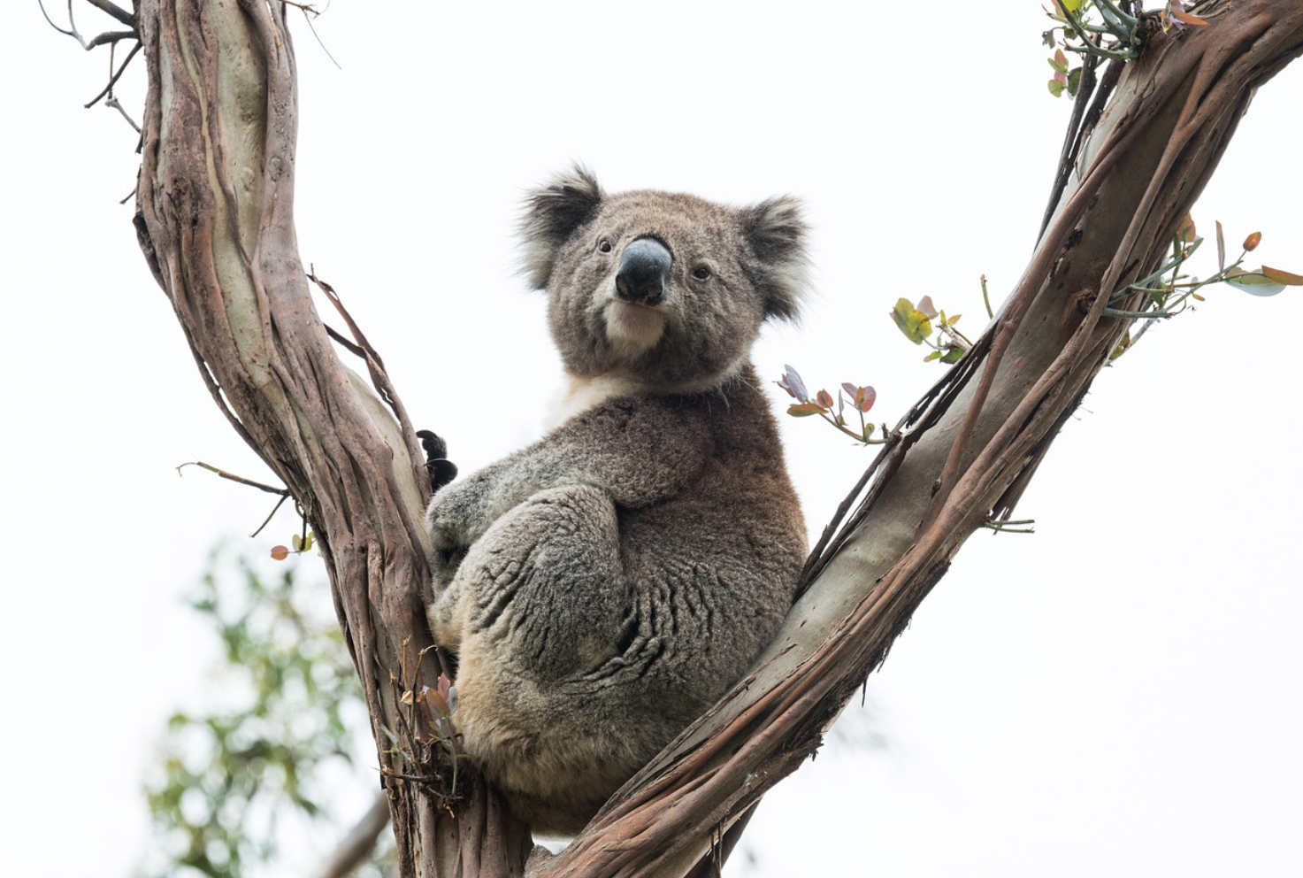 호주 동물 사진