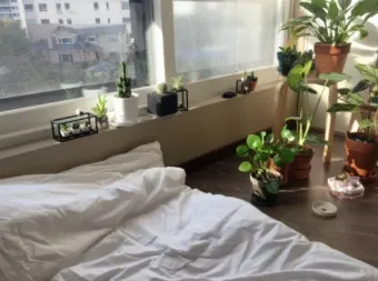 작은 원룸 식물배치 저조도선택 물주기 공간절약 아이디어_3