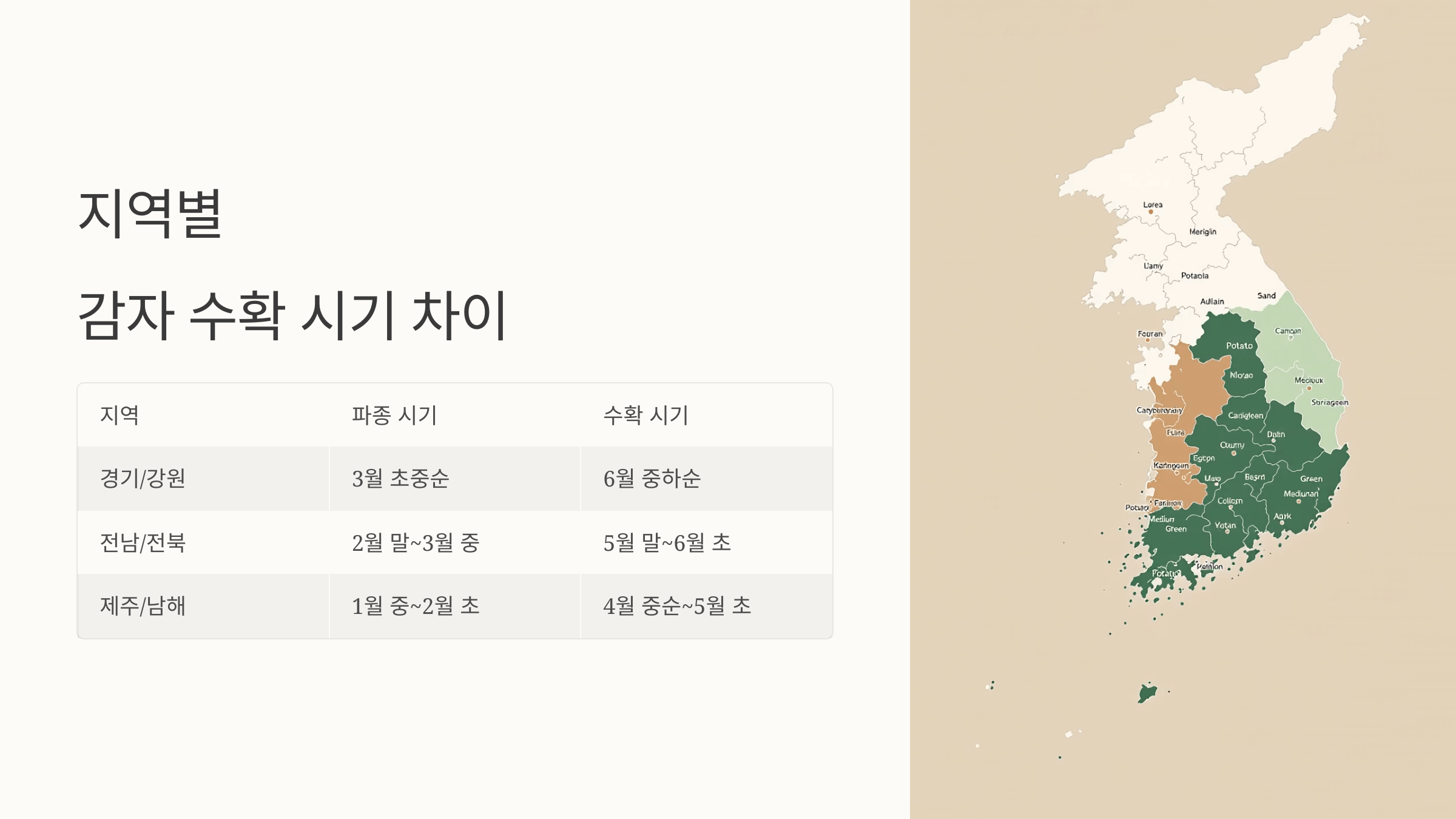 감자 사진입니다.