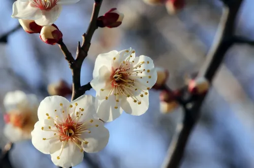 2026 광양 매화축제 만개한 하얀 매화꽃 근접 촬영 사진