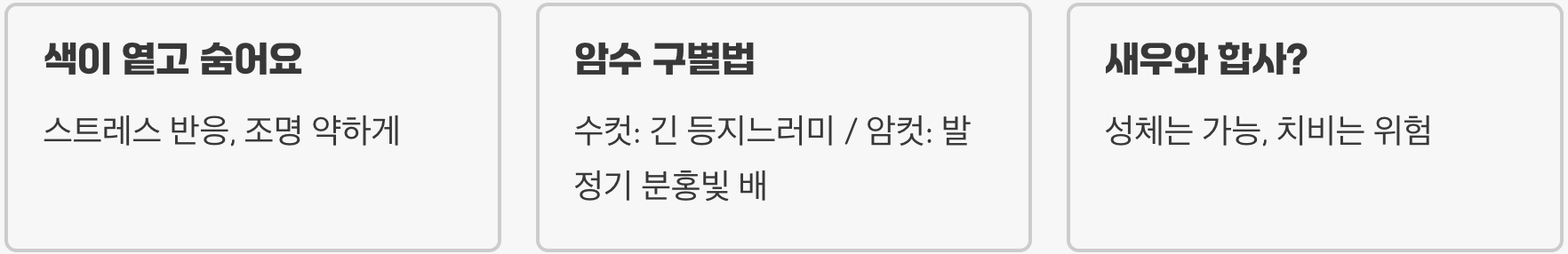 수초 어항의 노란 보석, 골든볼라미네지가 최고의 선택인 이유