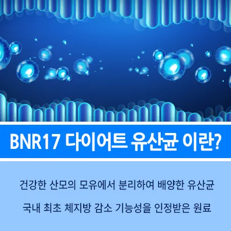 BNR17 유산균