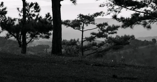 능이버섯-산행-채취-꿀팁-후기