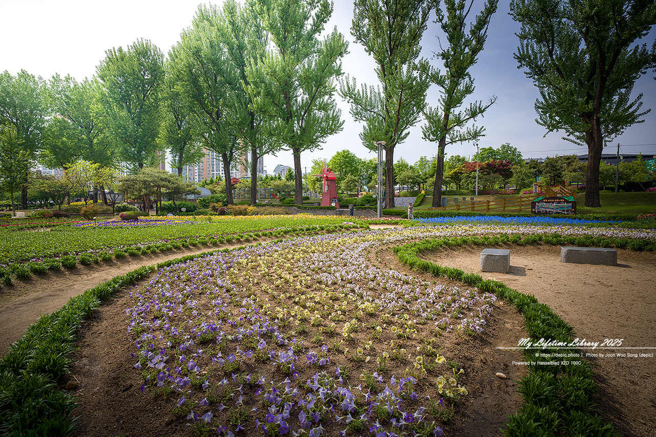 #꽃 #공원 #증평 #보강천 #미루나무숲