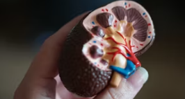 신장이 안좋으면 나타나는 증상