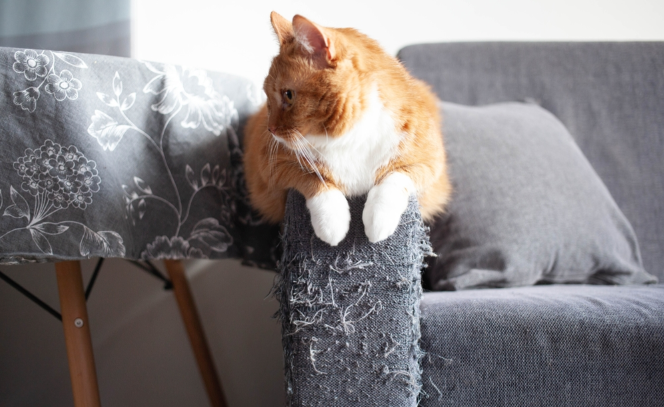 고양이에게 흔하게 나타나는 행동문제 해결방법