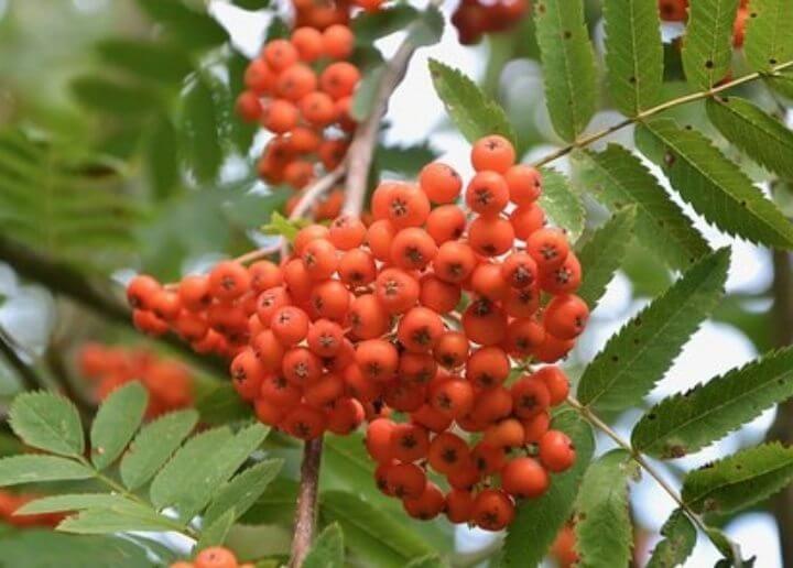 오미자 효능 면역력 강화