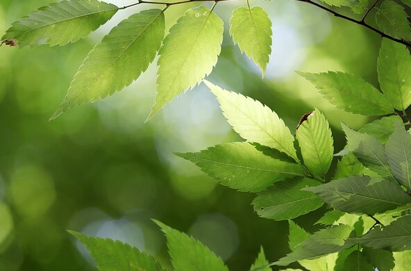 농협 청년도약계좌 신청방법