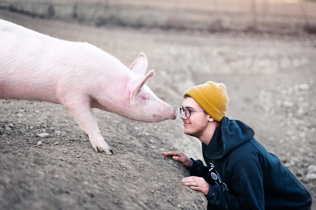 Pig