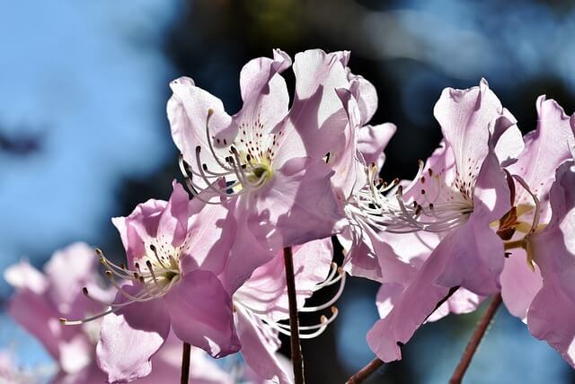 창녕 화왕산 진달래 