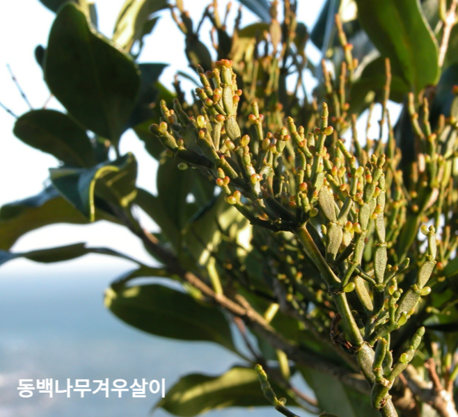 동백나무겨우살이