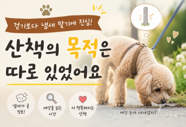 반려견 산책의 목적을 설명하는 이미지