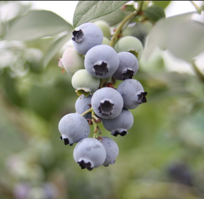 뜰안에블루베리농원