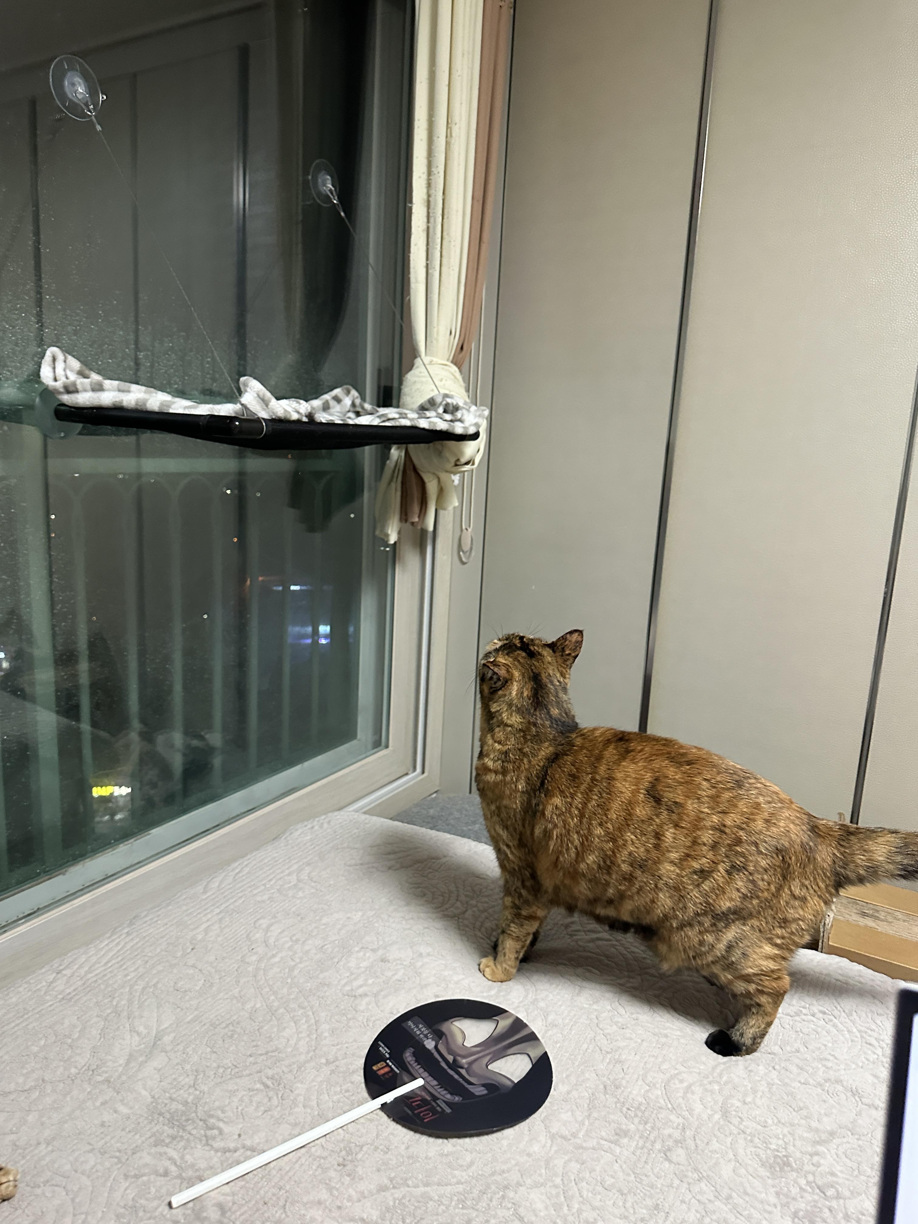 해먹에_자리가_비었는지_아래에서_확인하는_사랑이