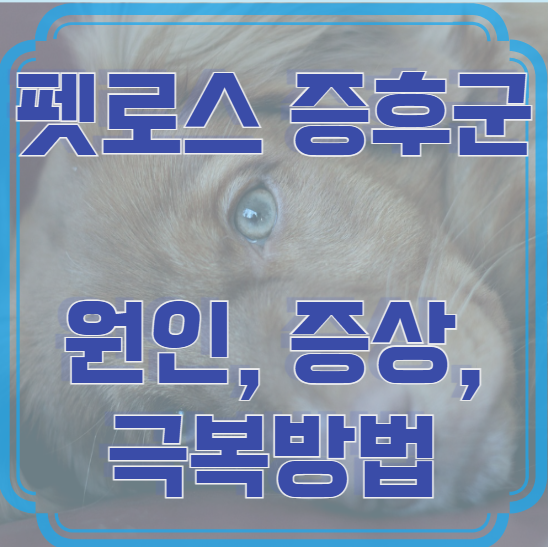 펫로스 증후군 – 원인, 증상, 극복방법