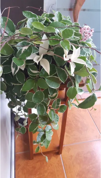 호야 키우기 꽃피우기 번식법 알고 물주기_26