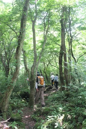 제주 곶자왈 숲길 산책 원시림 초록 힐링 여행_5