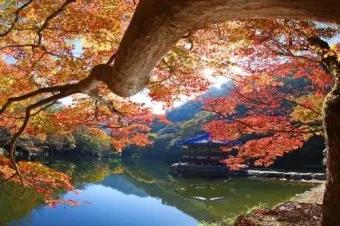 내장산 단풍 명소 단풍시기 산책로 사진스팟 한눈에_16