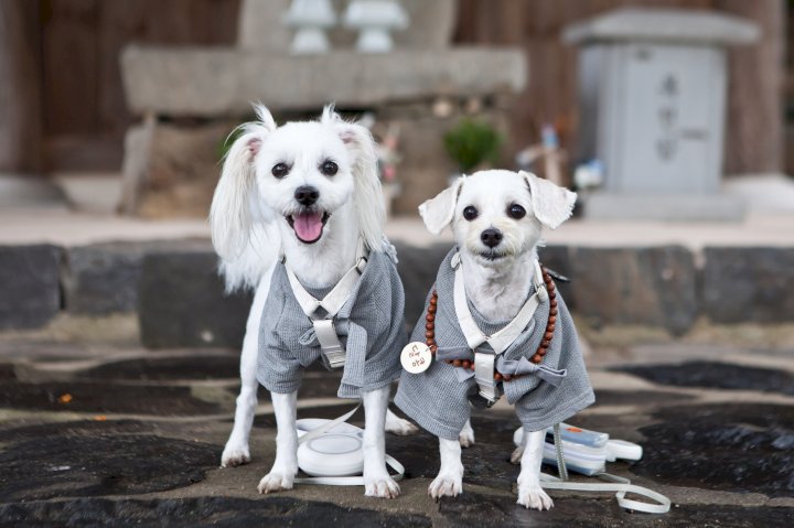 사찰복을 입고 나란히 앉아있는 강아지 두마리