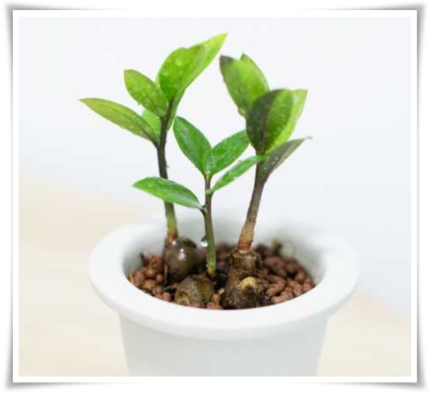 "금전수 키우기" 행운과 부를 불러오는 매력적인 식물!