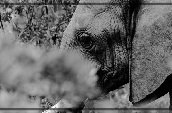 지구가 아파요 9 아프리카코끼리 물과 먹이의 전쟁