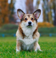 소화기형 림프종