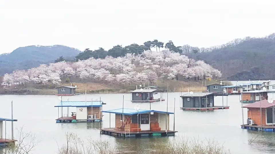 진천 초평벚꽃섬 2