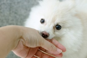 개가 주인을 물어뜯는다