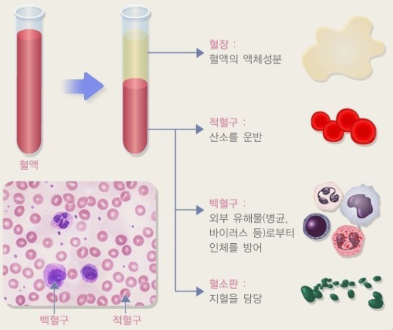 혈액-구성성분과-기능