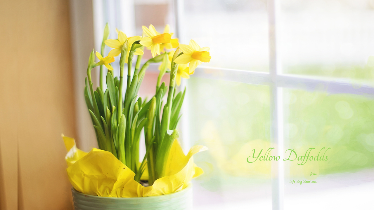 02 창가에 수선화 C - Yellow Daffodils 봄배경화면