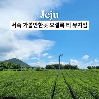 제주 오설록 티뮤지엄 관람 팁과 근처 카페 안내_12