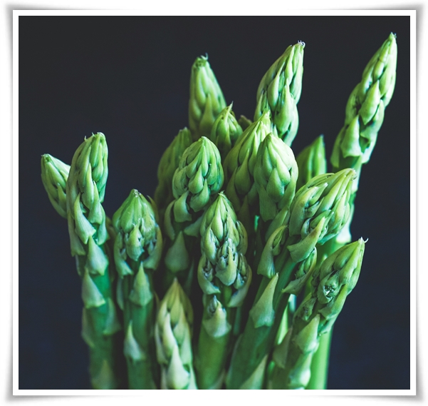 텃밭 "아스파라거스 기르기" 한 번 심으면 10년 동안 거두는 황금 채소!